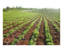 Plantaciones de Stevia Natural